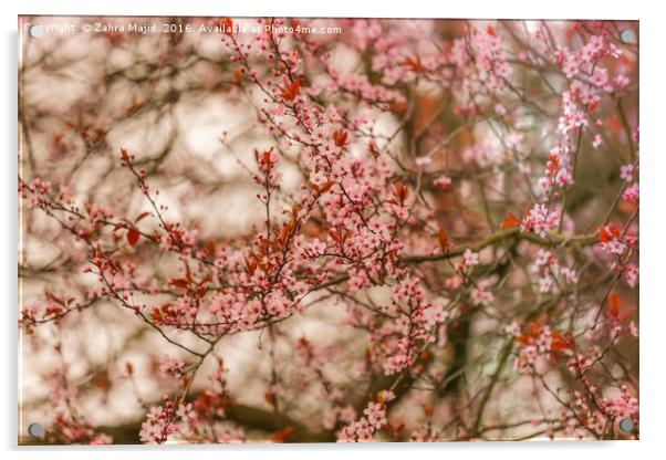 Pink Blossoms Acrylic by Zahra Majid