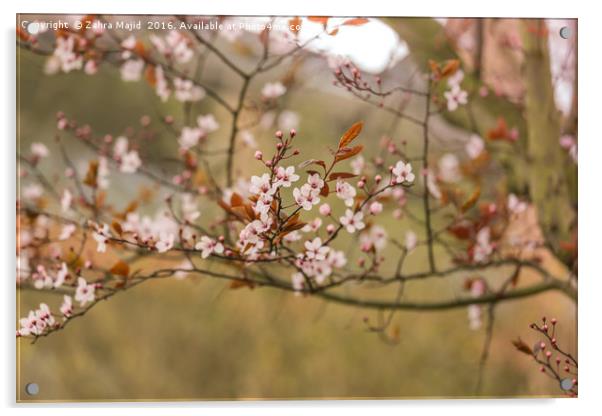 Subtle Pink Blossoms  Acrylic by Zahra Majid