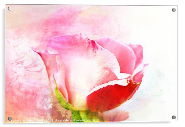 A British Rose Acrylic by Zahra Majid