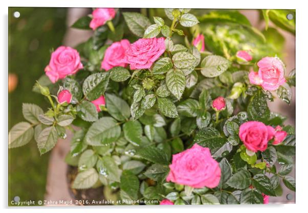 Magical Pink Roses Acrylic by Zahra Majid