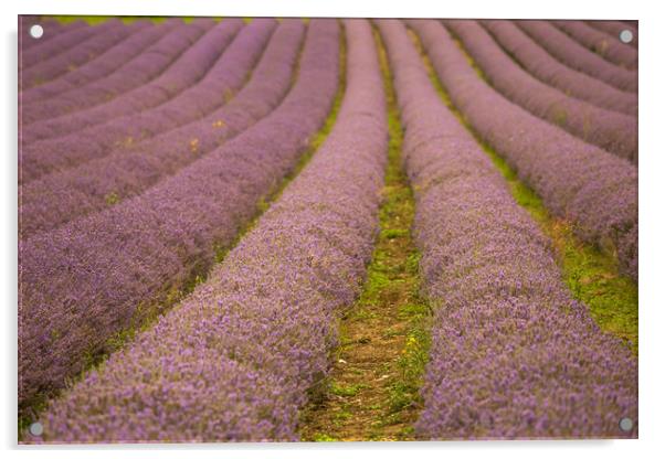 Lavender Fields in Kent Acrylic by Zahra Majid