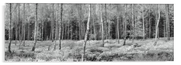 Birches Panorama Acrylic by Peter O'Reilly