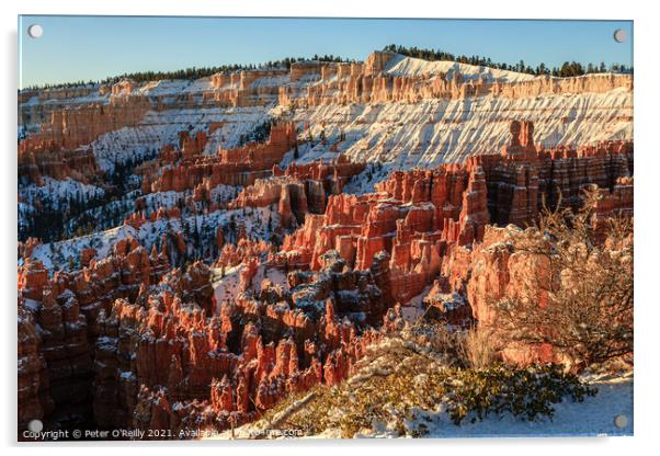 Snow in Bryce Canyon Acrylic by Peter O'Reilly