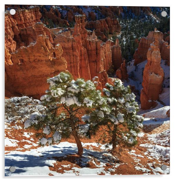 Pine Trees, Bryce Canyon Acrylic by Peter O'Reilly