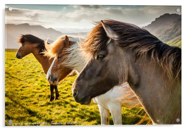Icelandic Wild Horses Acrylic by Peter O'Reilly
