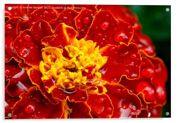 Marigold flower macro Acrylic by Andrew Bartlett