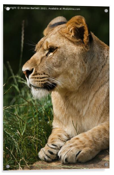 An African male Lioness. Acrylic by Andrew Bartlett