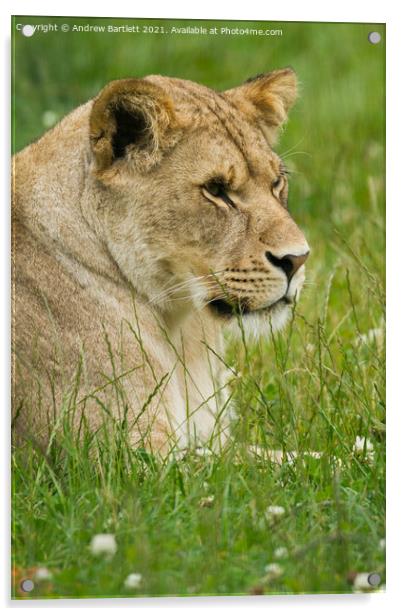 A Lioness sitting in a grassy field Acrylic by Andrew Bartlett