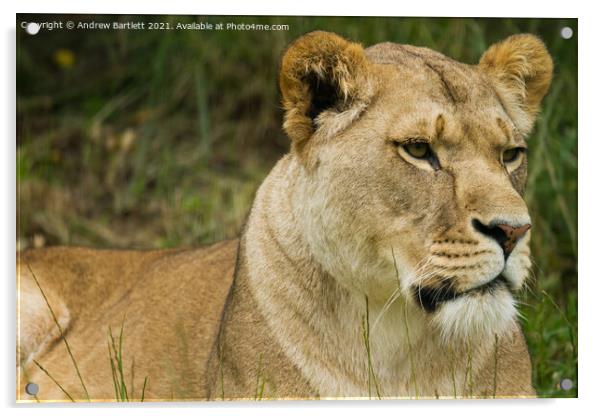 An African Lioness. Acrylic by Andrew Bartlett