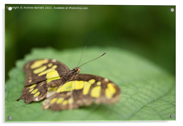 The Malchite Butterfly. Siproeta Stelenes Acrylic by Andrew Bartlett