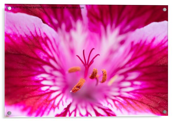 Macro of a pink Geranium Acrylic by Andrew Bartlett