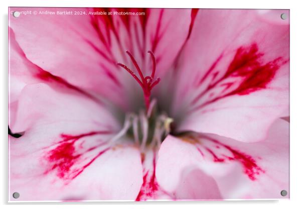 Macro of a pink Geranium Acrylic by Andrew Bartlett