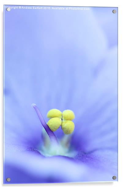 Macro of a Saintpaulia flower.  Acrylic by Andrew Bartlett
