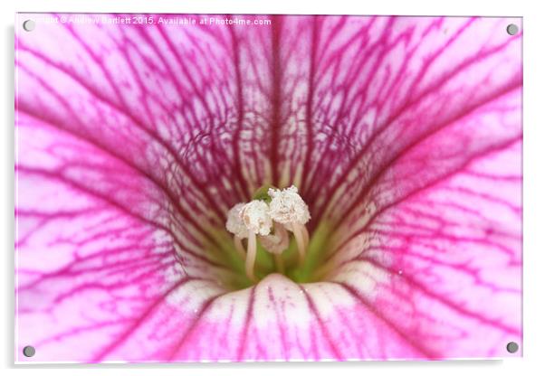 Macro of a Petunia Acrylic by Andrew Bartlett