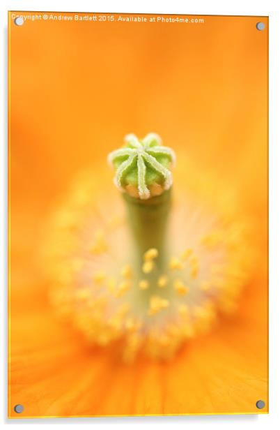 Flower macro of a Palaver Californium tropical flo Acrylic by Andrew Bartlett
