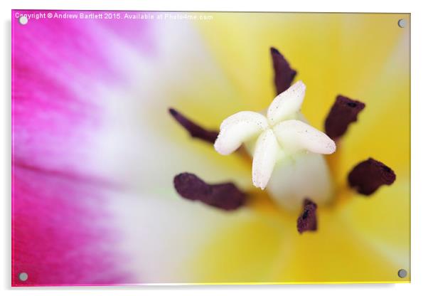  Macro of a Tulip. Acrylic by Andrew Bartlett