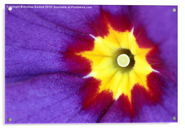  Macro of a Polyanthus. Acrylic by Andrew Bartlett