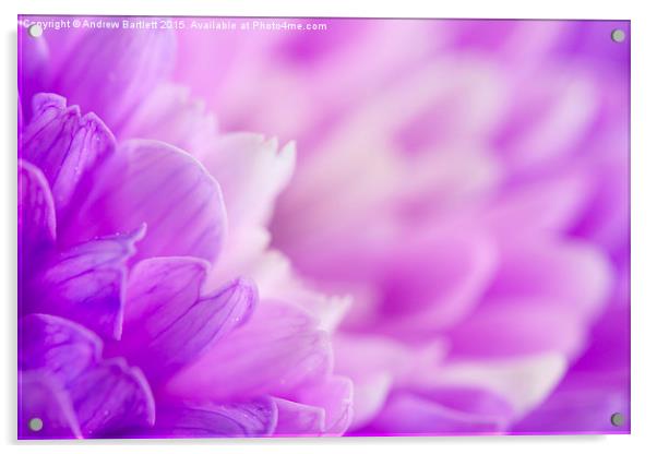  Macro of a purple Chrysanthemum Acrylic by Andrew Bartlett