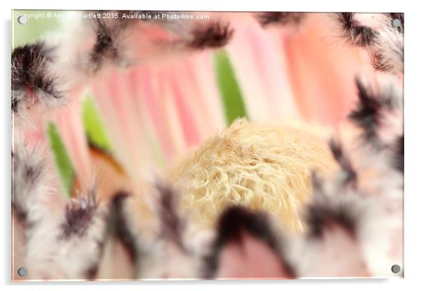  Macro of Protea 'Pink Ice' flower Acrylic by Andrew Bartlett