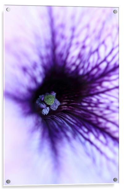  Macro of a purple Petunia. Acrylic by Andrew Bartlett