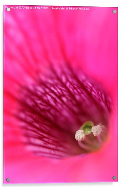  Macro of a Petunia. Acrylic by Andrew Bartlett