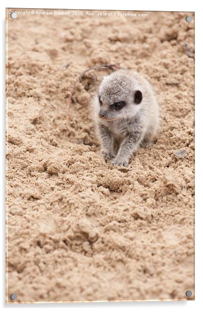  Baby meerkat Acrylic by Andrew Bartlett