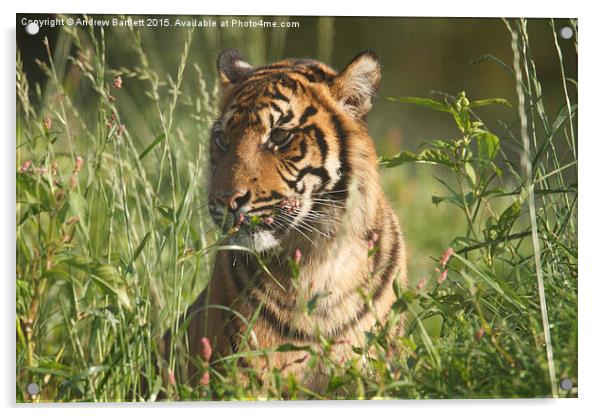  Sumatran Tiger Acrylic by Andrew Bartlett