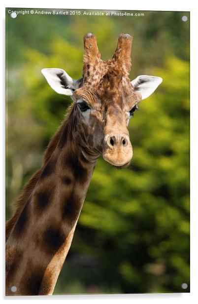  Giraffe Acrylic by Andrew Bartlett