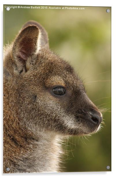 Wallaby  Acrylic by Andrew Bartlett