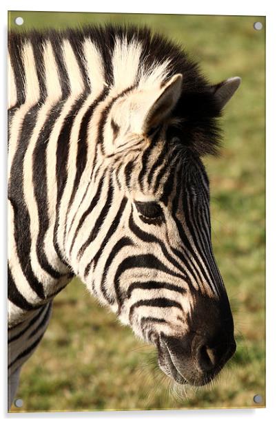 Zebra. Acrylic by Andrew Bartlett