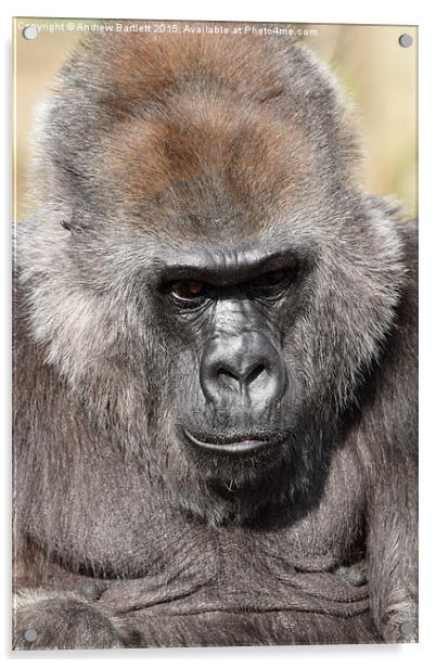 Western Lowland Gorilla Acrylic by Andrew Bartlett