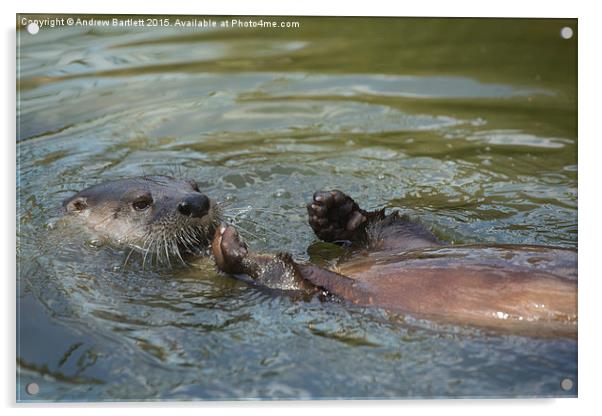  Otter swimming Acrylic by Andrew Bartlett