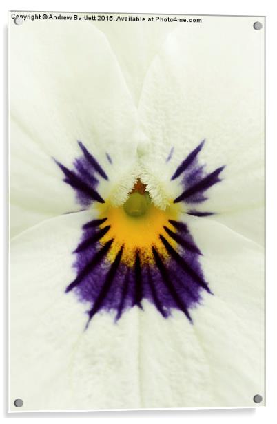  Macro of a Pansy Acrylic by Andrew Bartlett