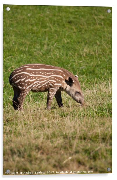 A Baby Tapir Acrylic by Andrew Bartlett
