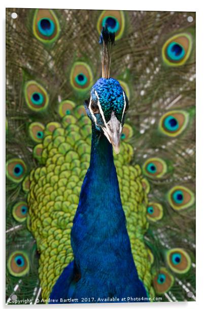 Peacock. Acrylic by Andrew Bartlett