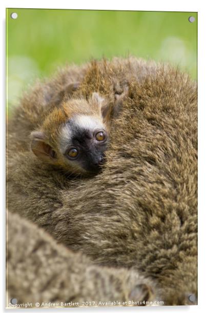 Baby Red Fronted Lemur Acrylic by Andrew Bartlett