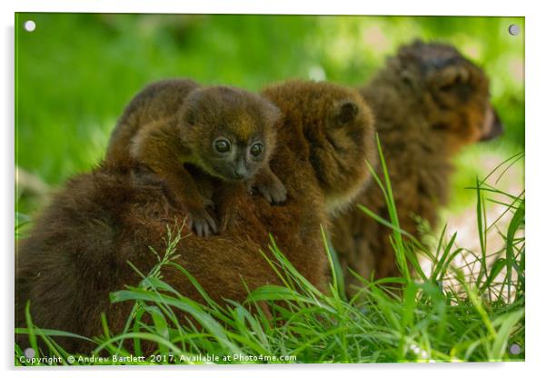 Red Bellied Lemur family Acrylic by Andrew Bartlett