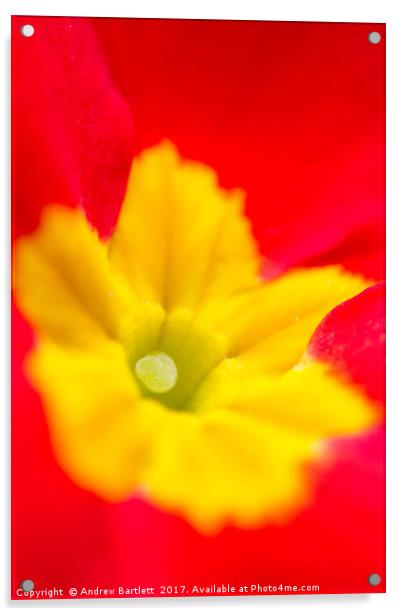 Macro of a Polyanthus Acrylic by Andrew Bartlett