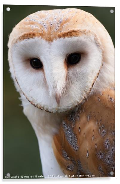 Barn Owl Acrylic by Andrew Bartlett