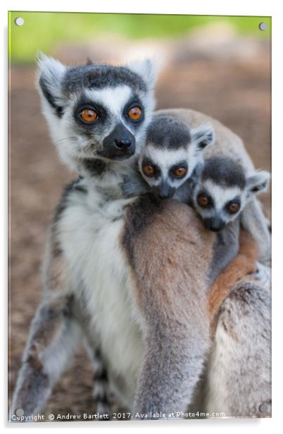 Ring Tailed Lemur family Acrylic by Andrew Bartlett