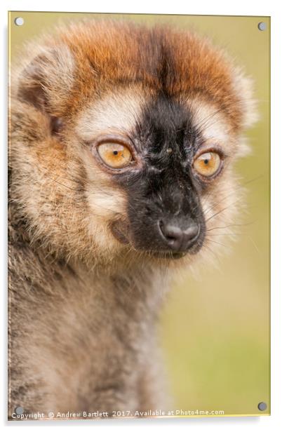 Red Fronted Lemur Acrylic by Andrew Bartlett
