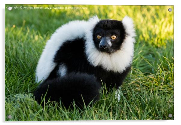 Black and White Ruffed Lemur Acrylic by Andrew Bartlett
