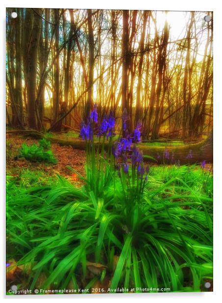Bluebell in the woods  Acrylic by Framemeplease UK