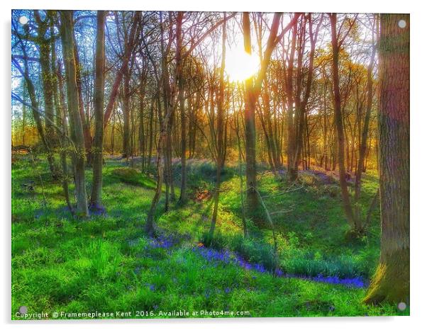 Bluebell Wood  Acrylic by Framemeplease UK