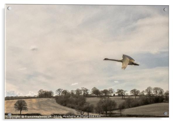 Swan in flight  Acrylic by Framemeplease UK