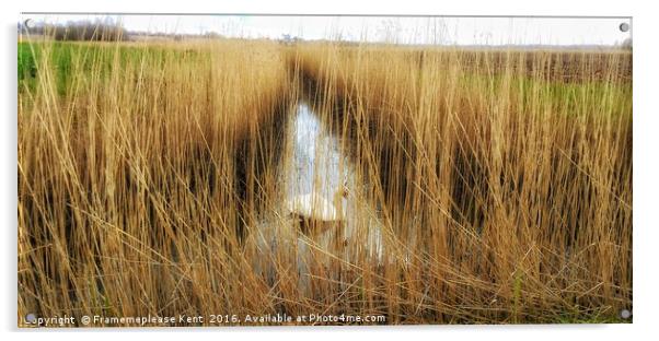 Reed beds in Kent , with a swan  Acrylic by Framemeplease UK