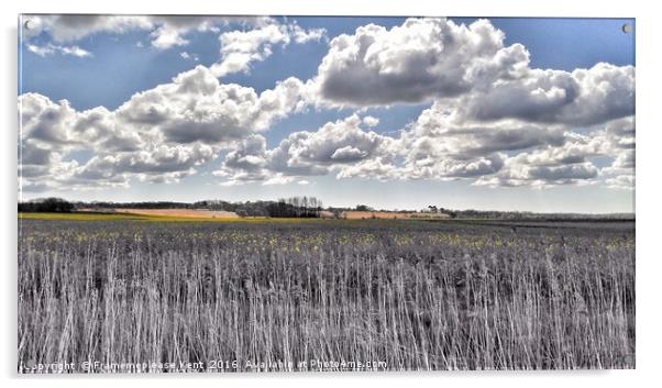 Rape seed fields in Kent  Acrylic by Framemeplease UK