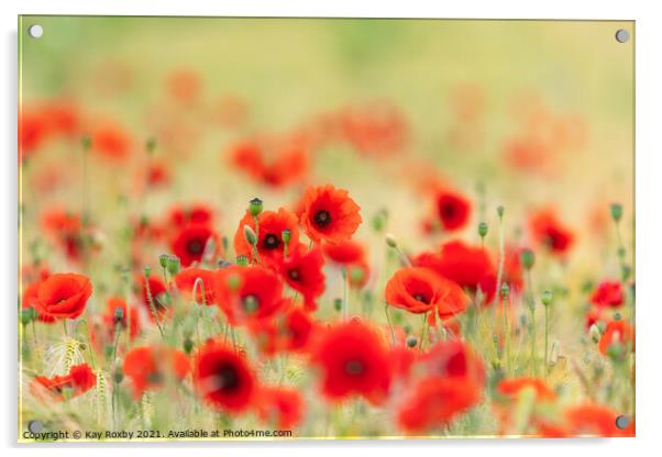 Poppies Acrylic by Kay Roxby