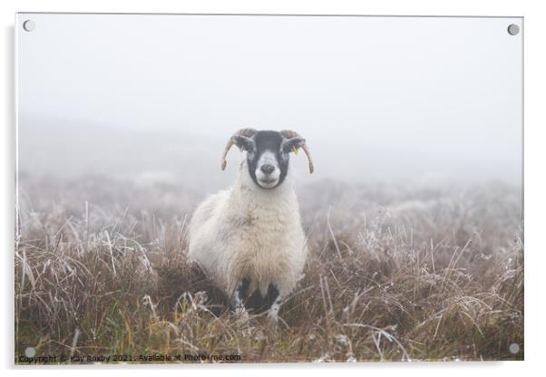 Blackface Sheep in the Campsies Acrylic by Kay Roxby
