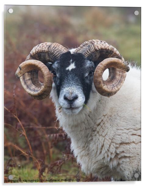 Blackface sheep portrait Acrylic by Kay Roxby